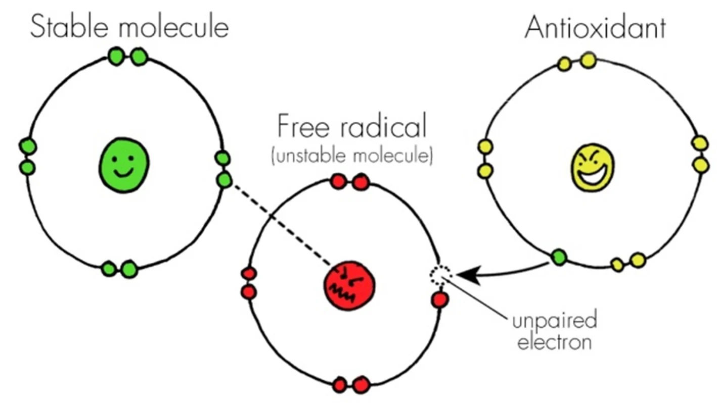 Importance of Antioxidants Free Radicals Image