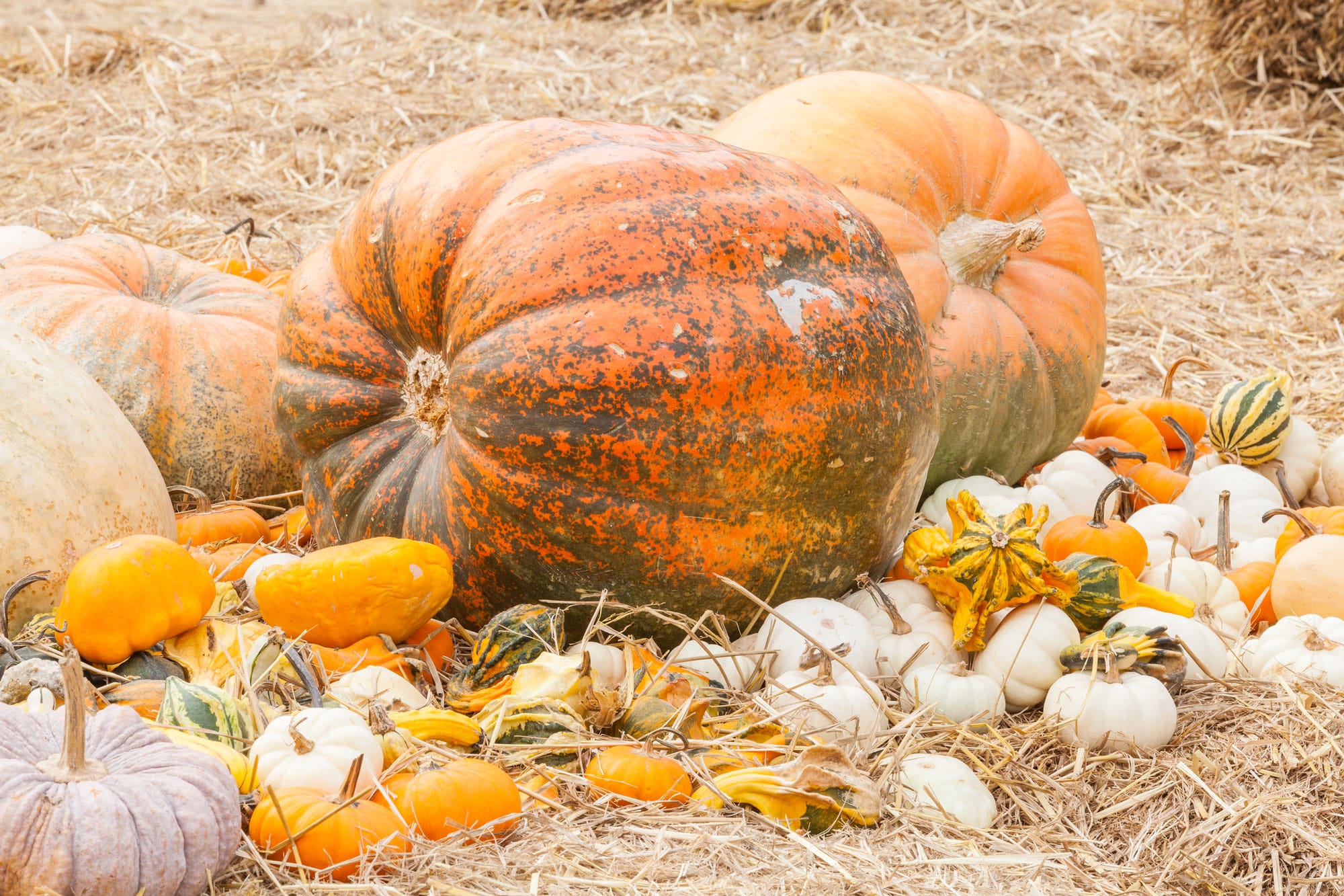 Beta Carotene Pumpkins Image