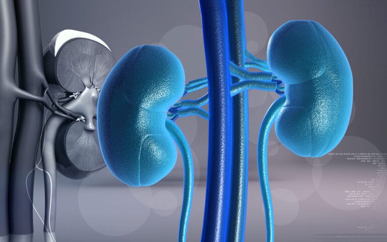 Kidneys Graphic